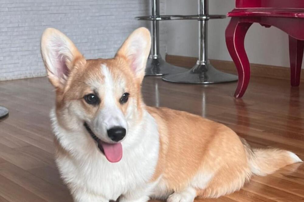 OVI PSI SU IDEALNI ZA STARIJE OSOBE, UČINIĆE VAS SREĆNIJIM: Ako se osećate usamljeno sigurno će vas ORASPOLOŽITI