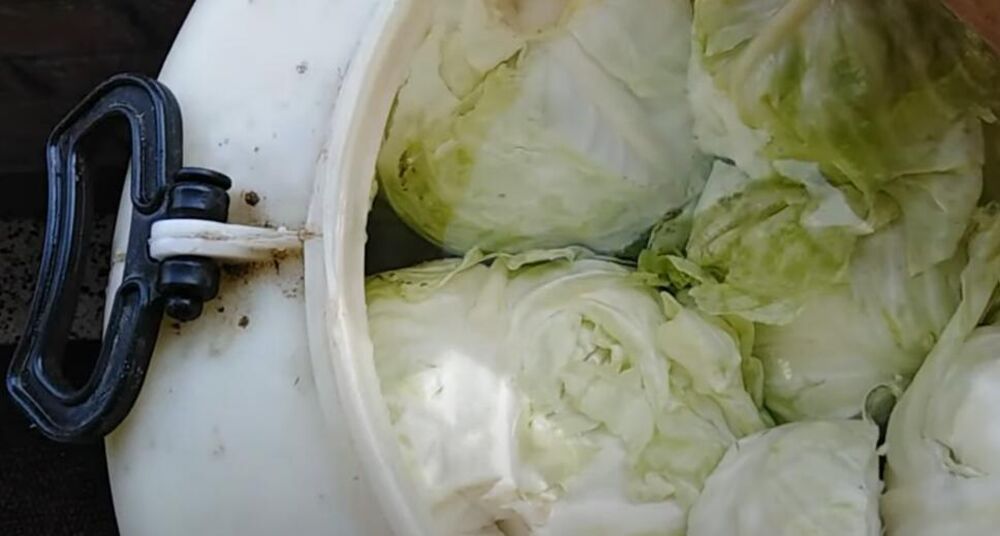 Kupus, voda i so su vam potrebni od sastojka