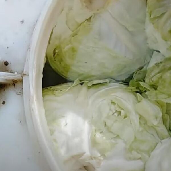 Bugarski trik za savršen kiseli kupus: Dodaju šaku ovoga i nikada im se ne kvari!