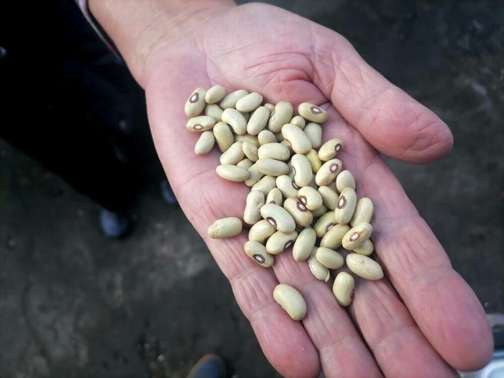 Pasulj, Rada Drezgić