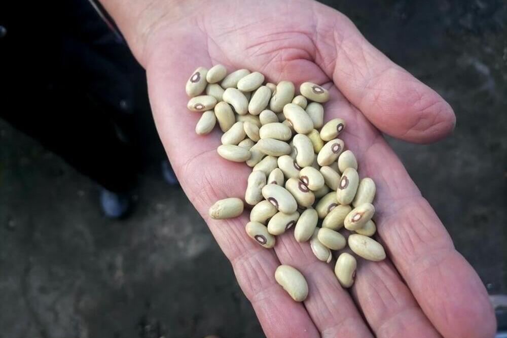 EVO KAKO SU NAŠI STARI PRORICALI SUDBINU UZ POMOĆ PASULJA: Postoje jasni KORACI, najbitnije je da ISPUNITE 3 STVARI