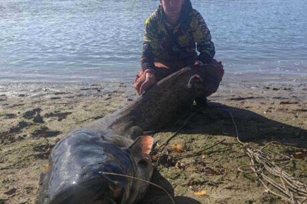 MILAN IZ DUNAVA IZVUKAO NEMAN OD PREKO 2 METRA: Grdosija teška 87 kilograma, pogledajte samo KAKO IZGLEDA (FOTO)