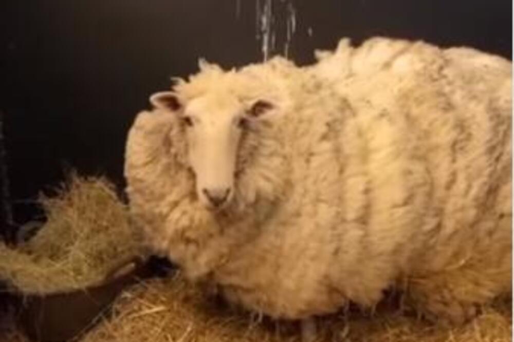 POSLE 5 GODINA PRONAŠLI ODBEGLU OVCU: Kad su videli S KIM je bila FRAPIRALI se, a onda su krenuli da je... VIDEO