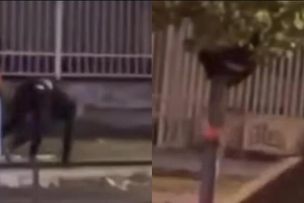 HODA NA SVE ČETIRI I PENJE SE NA DRVO: Bizarno ponašanje snimljeno u NOVOM SADU, ljudi ZAPREPAŠĆENI! (VIDEO)