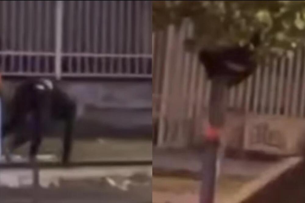 HODA NA SVE ČETIRI I PENJE SE NA DRVO: Bizarno ponašanje snimljeno u NOVOM SADU, ljudi ZAPREPAŠĆENI! (VIDEO)