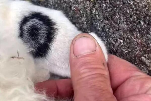 NA OVCI PRONAĐEN SIMBOL ĐAVOLA: Ljudi u neverici gledaju, kako je ovo moguće? (VIDEO)