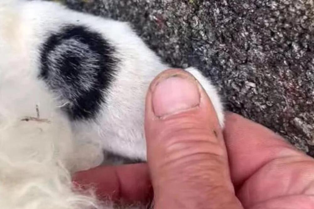 NA OVCI PRONAĐEN SIMBOL ĐAVOLA: Ljudi u neverici gledaju, kako je ovo moguće? (VIDEO)