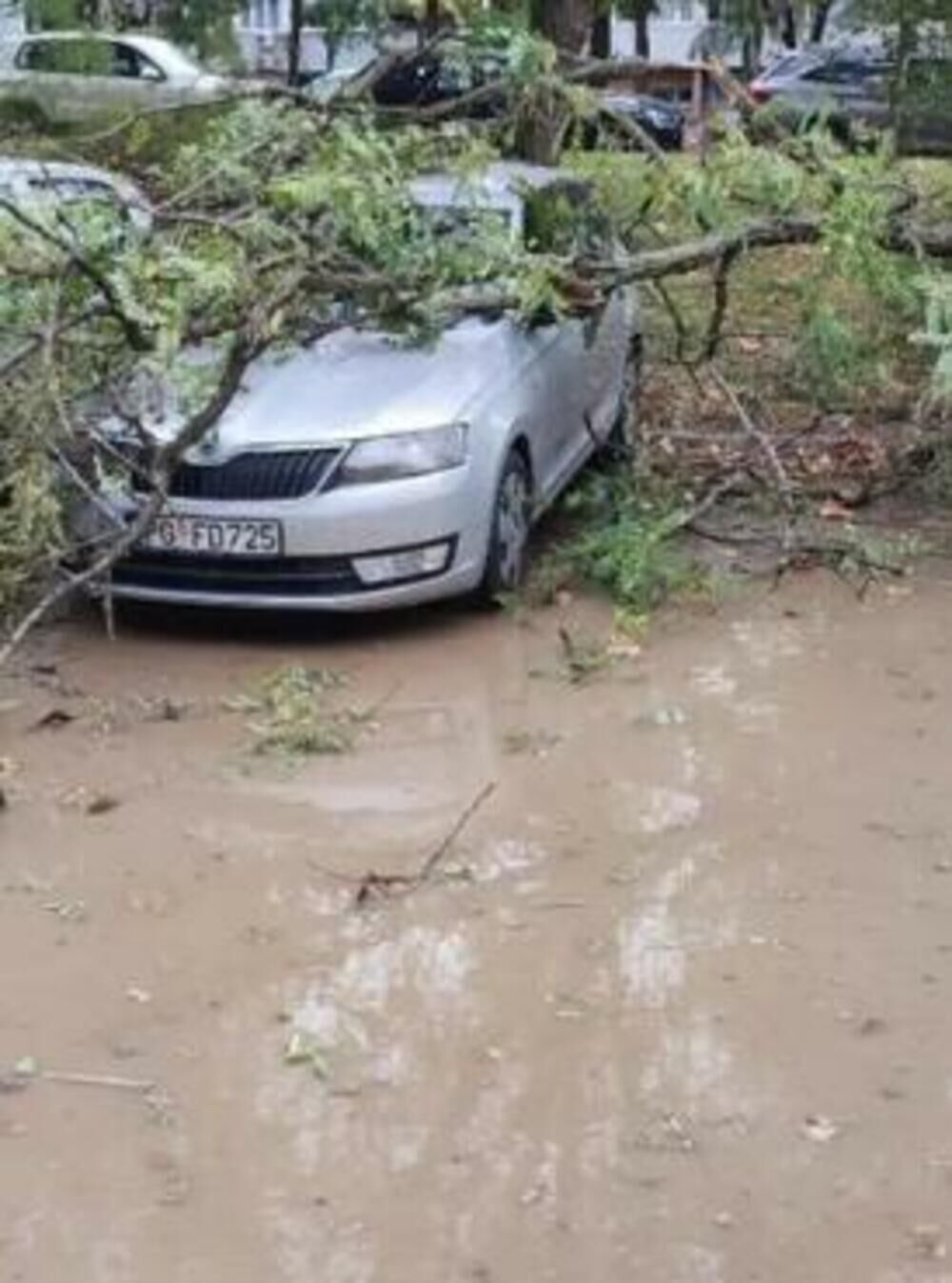 Drvo palo na automobil