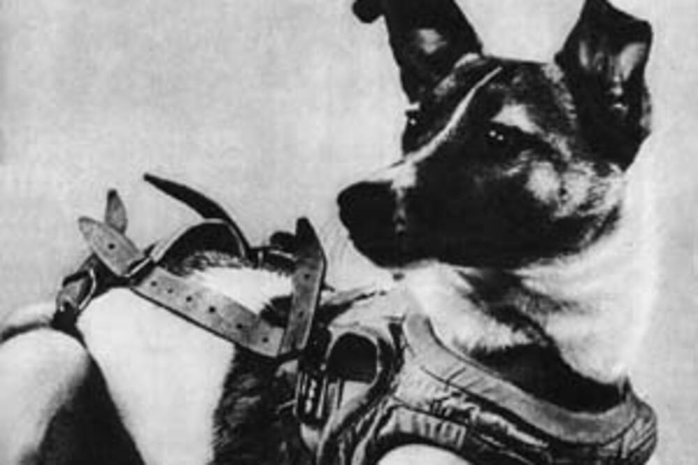 ZBOG ČEGA JE BAŠ LAJKA POSLATA U SVEMIR? Pre 66 godina se desila PREKRETNICA, a ove detalje NISTE ZNALI (VIDEO)