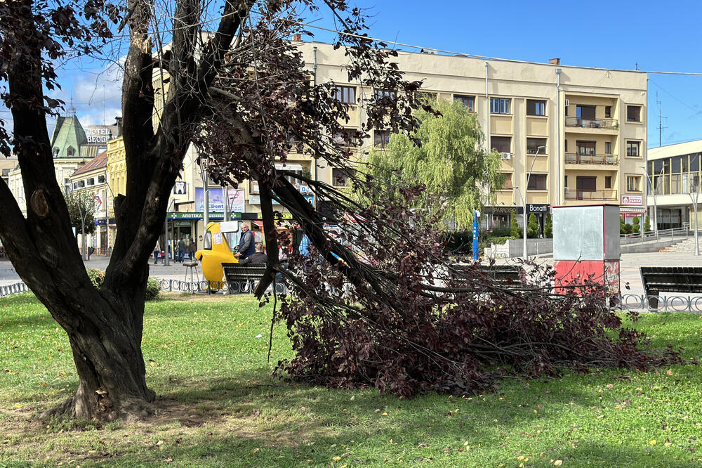 VETAR ČUPAO DRVEĆE, AUTOMOBILI SE SUDARILI ZBOG LIŠĆA NA PUTU: Jak vetar napravio HAOS U ČAČKU! (FOTO)