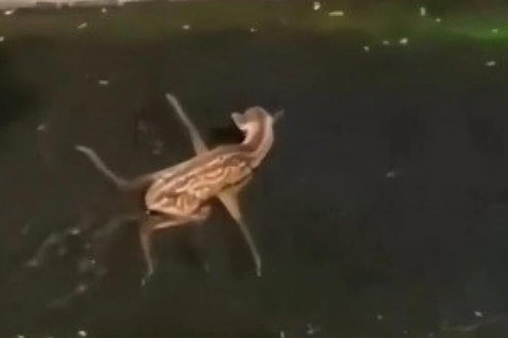 LANE JE BESPOMIČNO LEŽALO U PRLJAVOJ VODI I UMALO UGINULO: Sledeća scena koja se desila OTOPILA JE SRCA (VIDEO)