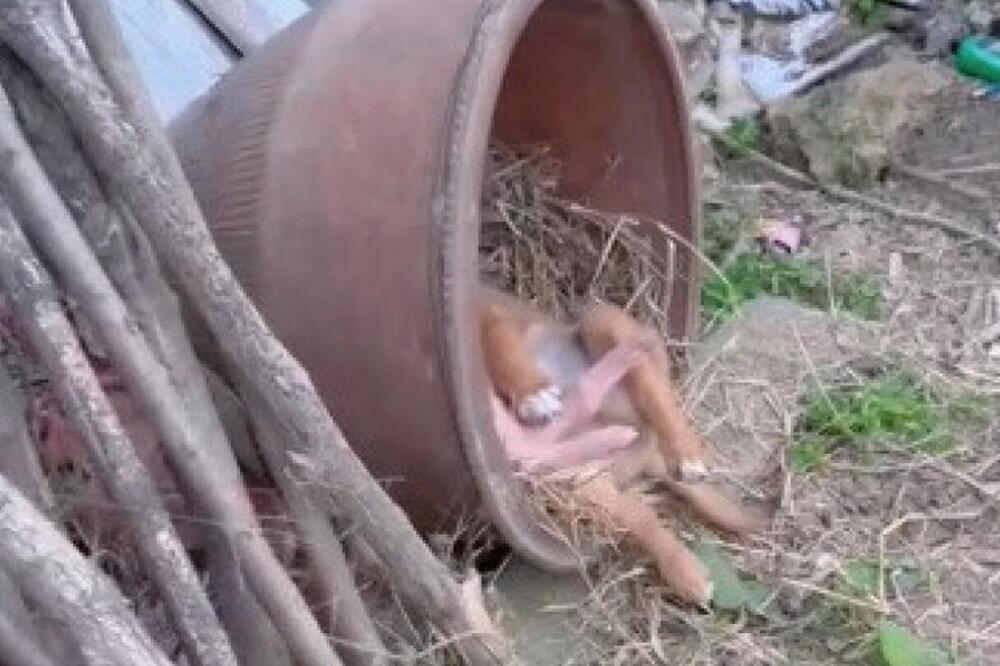 HODAO JE DVORIŠTEM PA ZAČUO NEOBIČNO HRKANJE: Kad je prišao BLIŽE, ZANEMEO je od BIZARNOG PRIZORA (VIDEO)