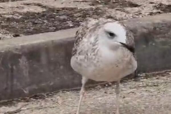HRVATSKI GALEB U KONTENJERU PRONAŠAO NEŠTO "INTIMNO": U Zadru ljudi ZAPREPAŠĆENI prizorom, a boja je CRNA (VIDEO)
