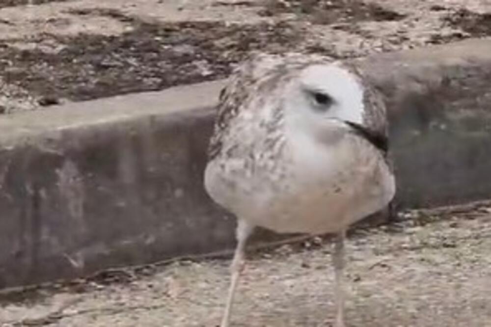 HRVATSKI GALEB U KONTENJERU PRONAŠAO NEŠTO "INTIMNO": U Zadru ljudi ZAPREPAŠĆENI prizorom, a boja je CRNA (VIDEO)