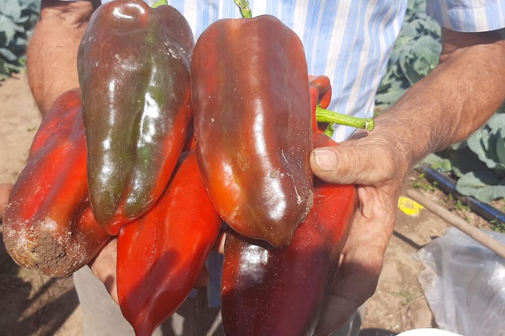 DŽINOVSKA PAPRIKA "SLONOVA NOGA" UZGAJA SE U TOPOLI: Jedan plod težak skoro POLA KILOGRAMA, da ruča CELA PORODICA