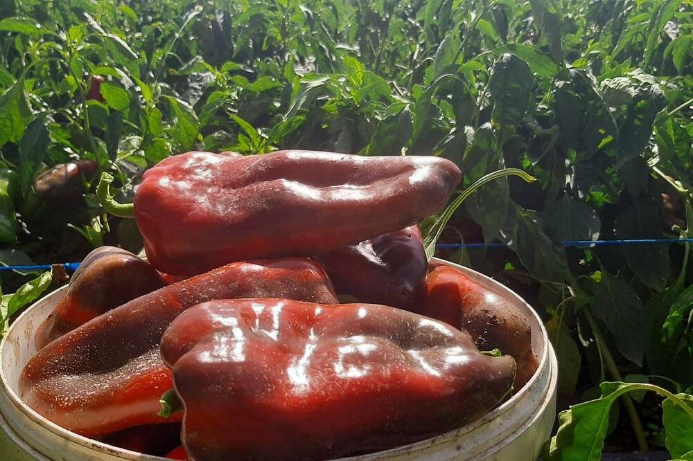 POMEŠAJTE OVA 3 SASTOJKA I ZALIJTE VAŠE PAPRIKE TIME: Rađaće kao lude, ovo je NAJBOLJA i NAJJEFTINIJA PRIHRANA