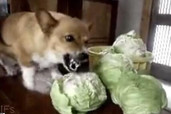 PAS POJEO 100 GLAVICA KUPUSA, A ONDA JE USLEDIO JOŠ VEĆI ŠOK: Ono što je POLICIJA tražila od njega je SKANDALOZNO