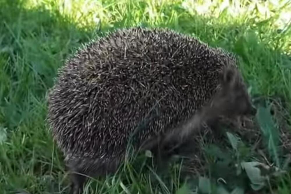 EVO ŠTA ZNAČI AKO IMATE JEŽA U BAŠTI: Srbi ne vole da ih vide tu, a ne znaju jednu bitnu stvar