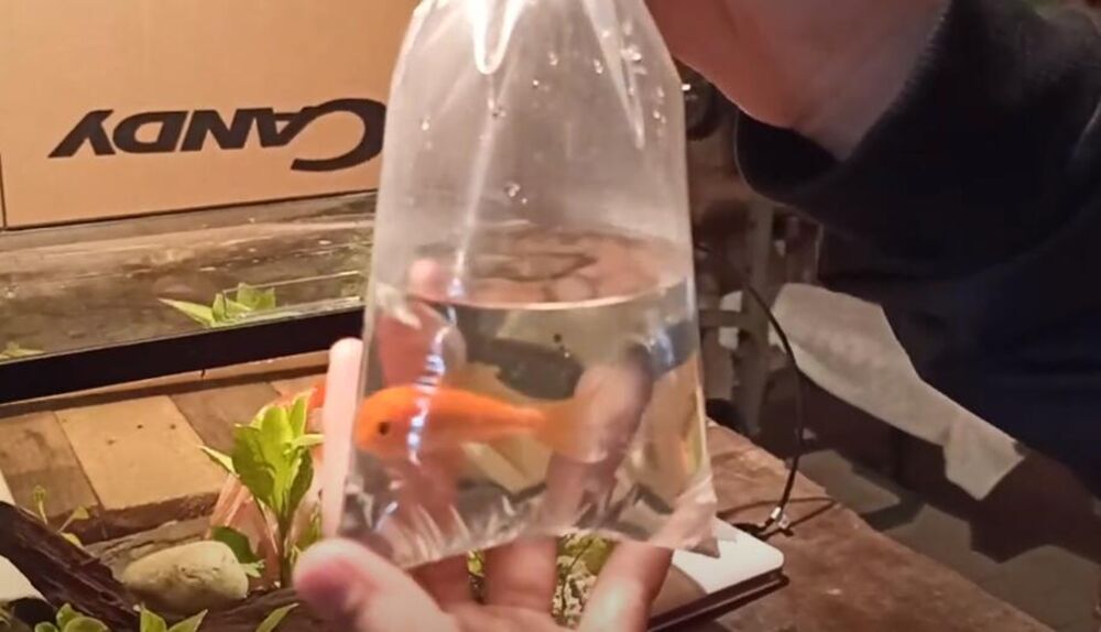 Zlatna ribica, Ribica, Riba