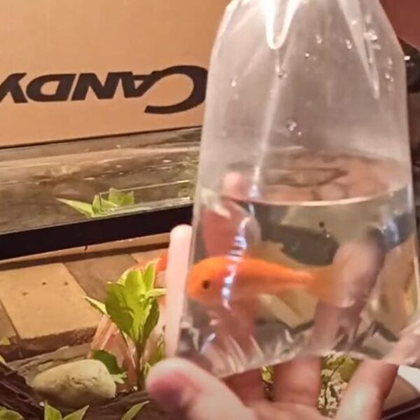 Najsmešniji vic koji Srbima tera suze na oči: Uhvatio gastarbajter zlatnu ribicu...