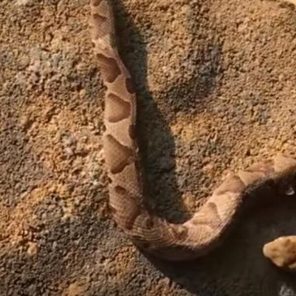 SVI SU ZABORAVILI DVOGLAVU ZMIJU, A SADA SE SNIMAK PONOVO VRTI PO MREŽAMA: Izašla je u baštu i sledila se u mestu