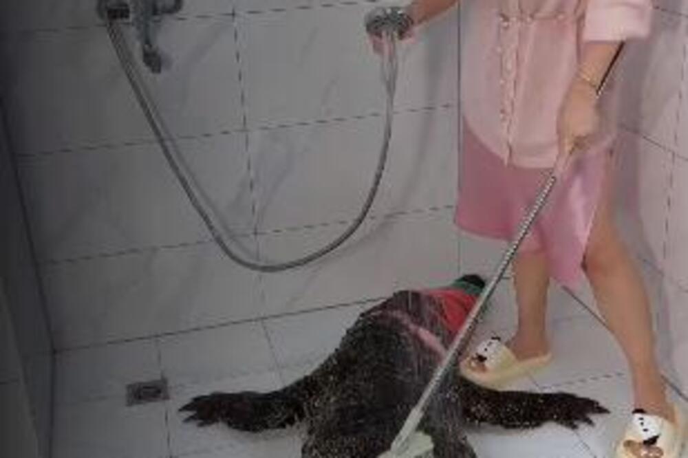 KINESKINJA OPRALA ALIGATORA OD 90 KILA, PA S NJIM URADILA MONSTRUOZNU STVAR: Zbog ovog traže da se UHAPSI I ZATVORI