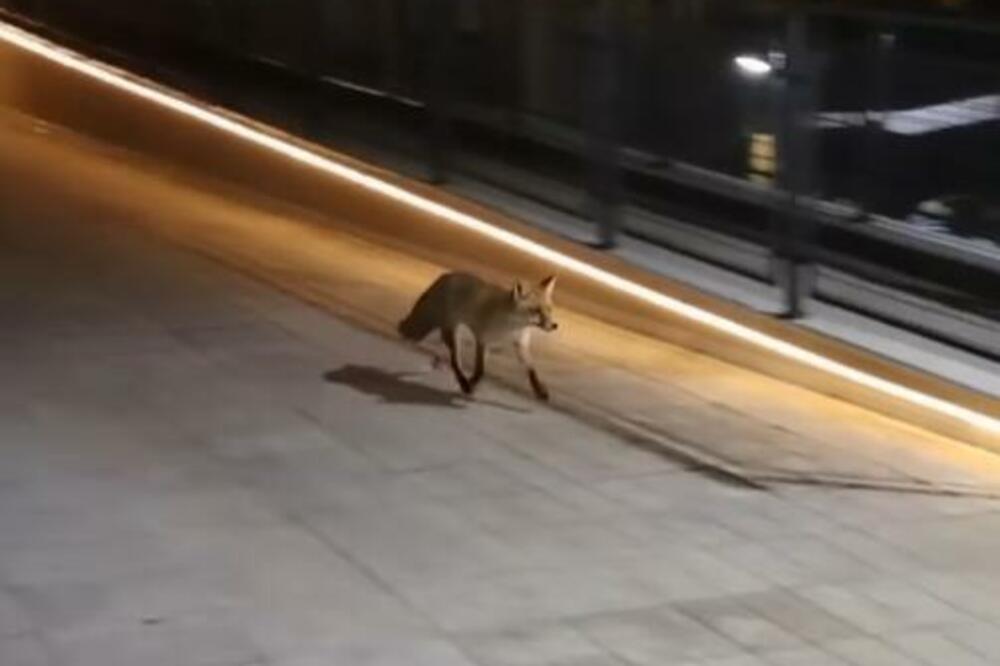 LISICA SE PROŠETALA BANJICOM, PROLAZI LAGANO PORED LJUDI: Prvo se motala oko pet šopa, a evo gde je OTIŠLA! VIDEO