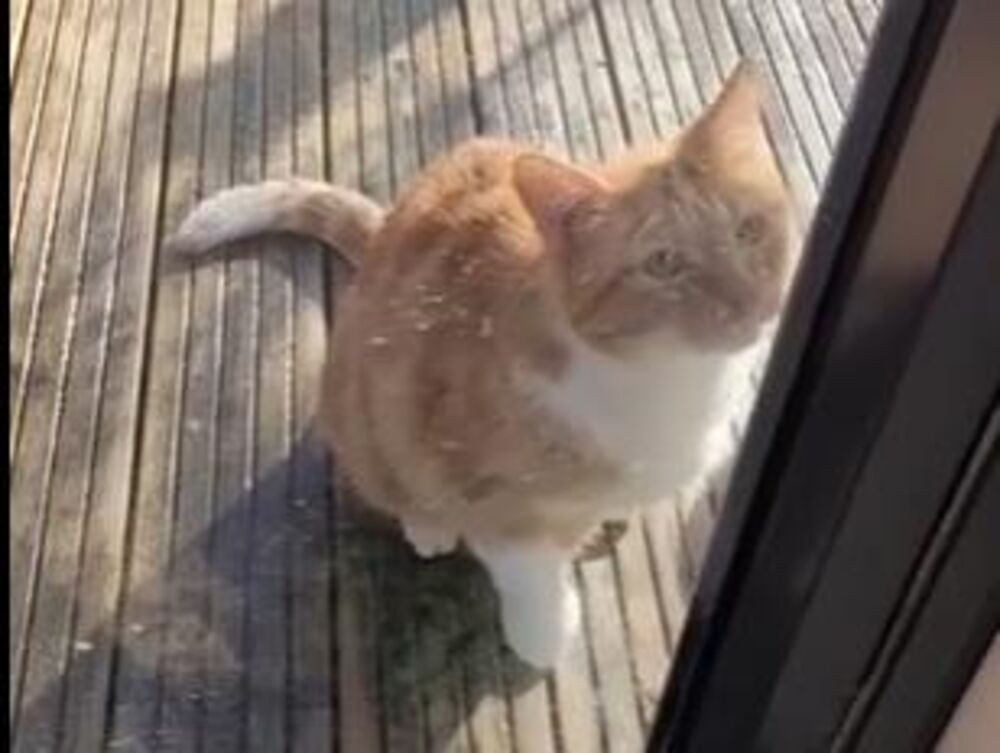 Prema indijanskom verovanju, u toj kući će uskoro biti venčanje, slavlje ili neki napredak