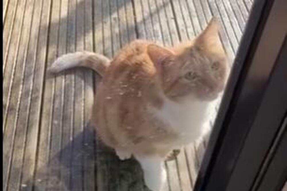 MAČAK ŠEPAO DO TERASE DA BI GA VLASNIK PUSTIO UNUTRA: Ono što je usledilo posle toga ostavilo je LJUDE U NEVERICI