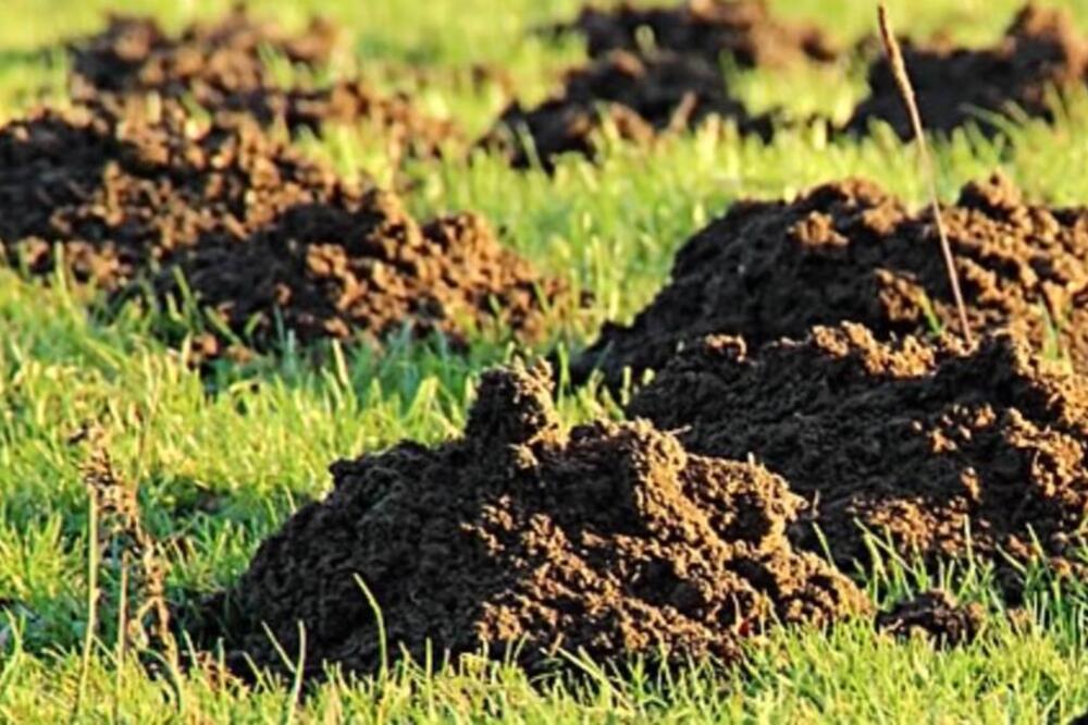 Krtice se ovoga užasno plaše: Stavite ga u rupu i nikada ih više nećete videti