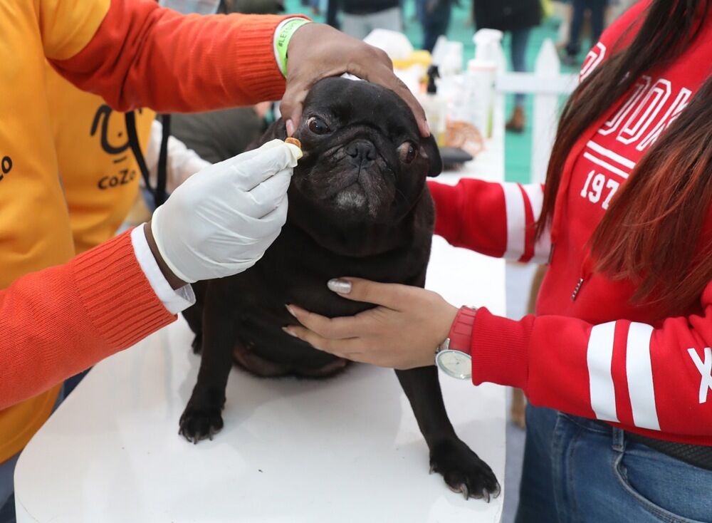 Kuče, Pas, Šišanje pasa