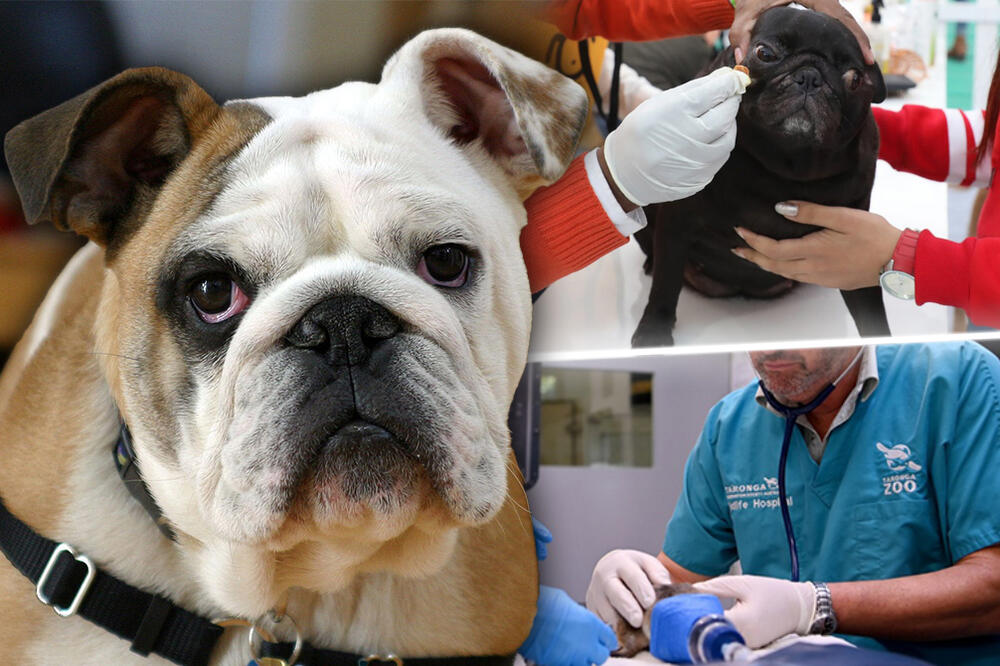 PAS U VRANJU PREMINUO NAKON TRETMANA KOD GRUMERA: Veterinar objašnjava za Espreso sve o fatalnom ishodu