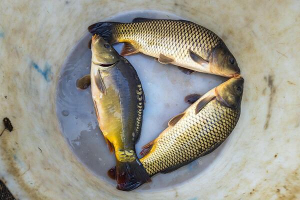 OVA STVAR NEPOGREŠIVO OTKRIVA DA LI JE RIBA SVEŽA ILI NE: Ako vidite OVO NA KOŽI, znači da je STRAŠNO STARA