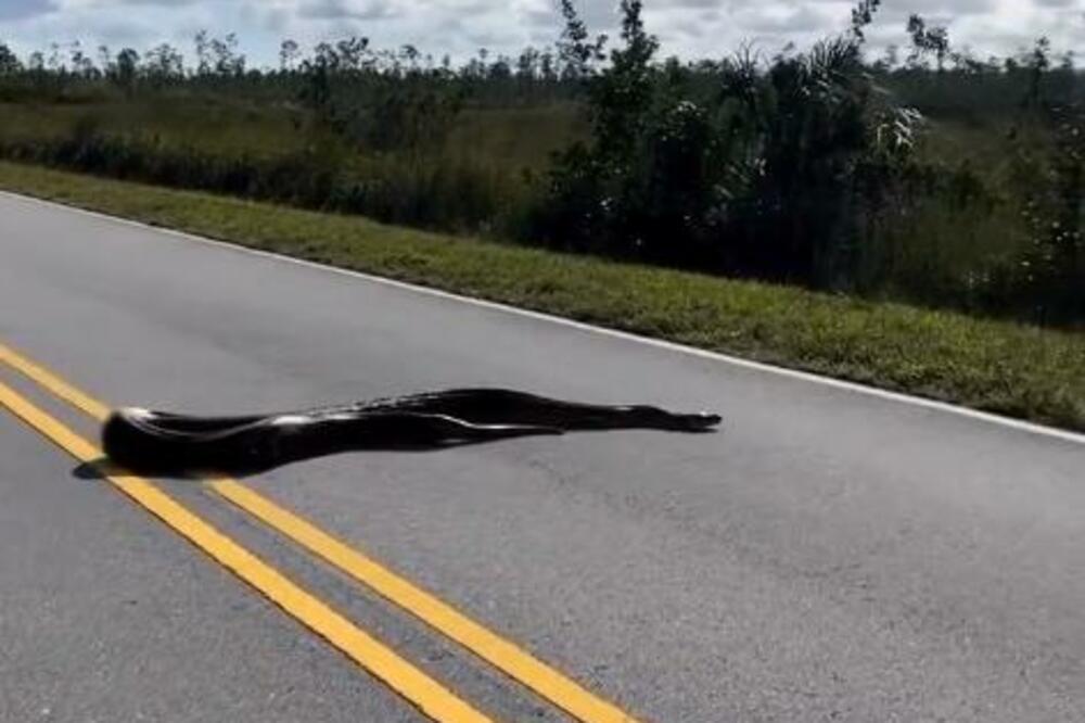 OPASAN GMIZAVAC IZAŠAO IZ MOČVARE! Pogledajte užasavajući snimak, ljudi u strahu, ne smeju ni da priđu