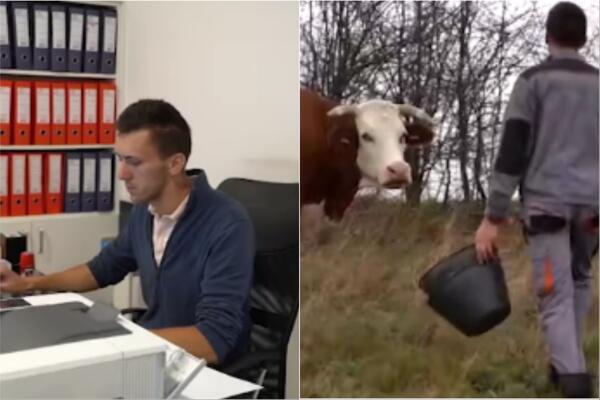 UJUTRU PRAVNIK, A POPODNE ČUVA KRAVE: Miloš je na selu ostao IZ INATA! (FOTO)