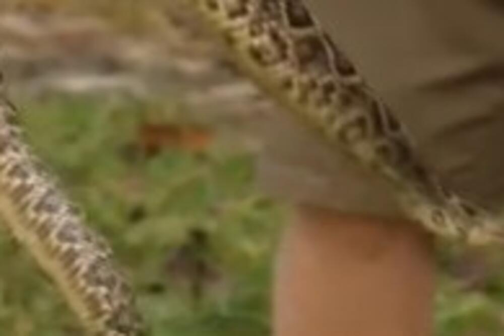 DEČAK JE IZAŠAO U DVORIŠTE I UGLEDAO NEŠTO ČUDNO: Mislio je da je IGRAČKA, a onda je NEMAN OTVORILA ČELJUST (VIDEO)