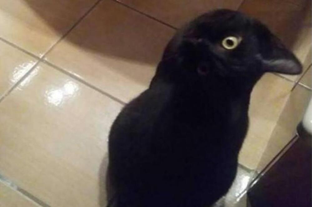 SVI GREŠE KADA KAŽU ŠTA JE NA OVOJ SLICI: Imate 5 sekundi da pogodite, samo 2% ljudi uspe iz prve (FOTO)