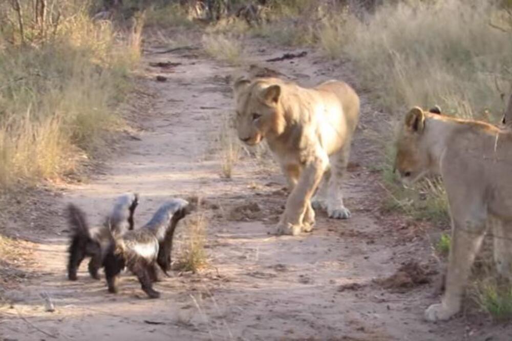 GRUPA JAZAVACA NALETELA JE NA LAVOVE, A ONDA JE POČELA BORBA ZA ŽIVOT: Sve je snimljeno, šta je ovo?