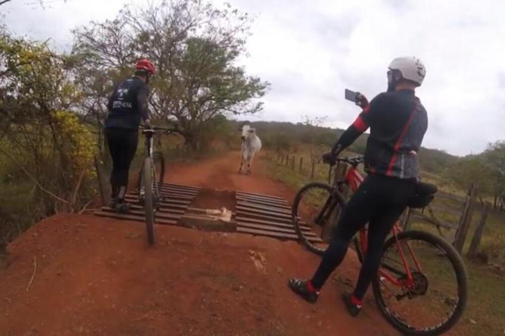 BICIKLISTI SE NAŠLI OČI U OČI SA RAZJARENOM ŽIVOTINJOM, NA MOSTU: Ono što je usledilo je bukvalno za nevericu
