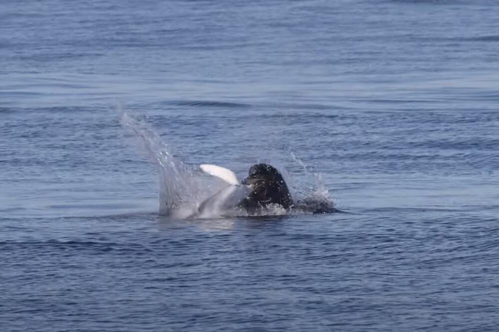 PONOVO SNIMLJENA AJKULA U GRČKOJ: Viđena u NAJPOSEĆENIJOJ LUCI, ljudi u strahu (VIDEO)