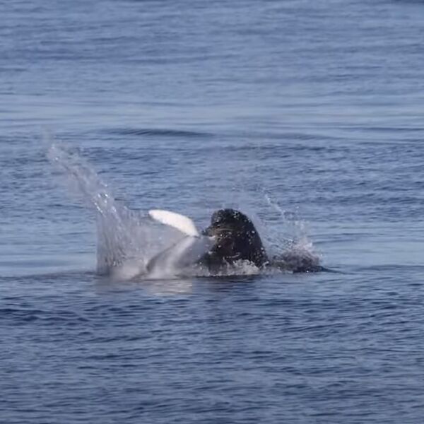 PONOVO SNIMLJENA AJKULA U GRČKOJ: Viđena u NAJPOSEĆENIJOJ LUCI, ljudi u strahu (VIDEO)