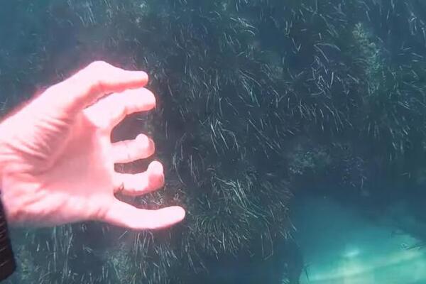 AKO NA OVOJ SLICI NAĐETE HOBOTNICU, VI STE GENIJE: Svi su pokušali, ali SKORO NIKO JE NE VIDI (VIDEO)