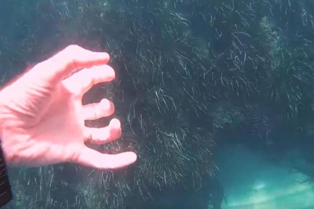 AKO NA OVOJ SLICI NAĐETE HOBOTNICU, VI STE GENIJE: Svi su pokušali, ali SKORO NIKO JE NE VIDI (VIDEO)