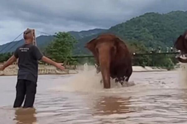STAJAO JE U VODI KADA SU SLONOVI KRENULI NA NJEGA: Ljudi preplašeno gledali video, a onda... (VIDEO)