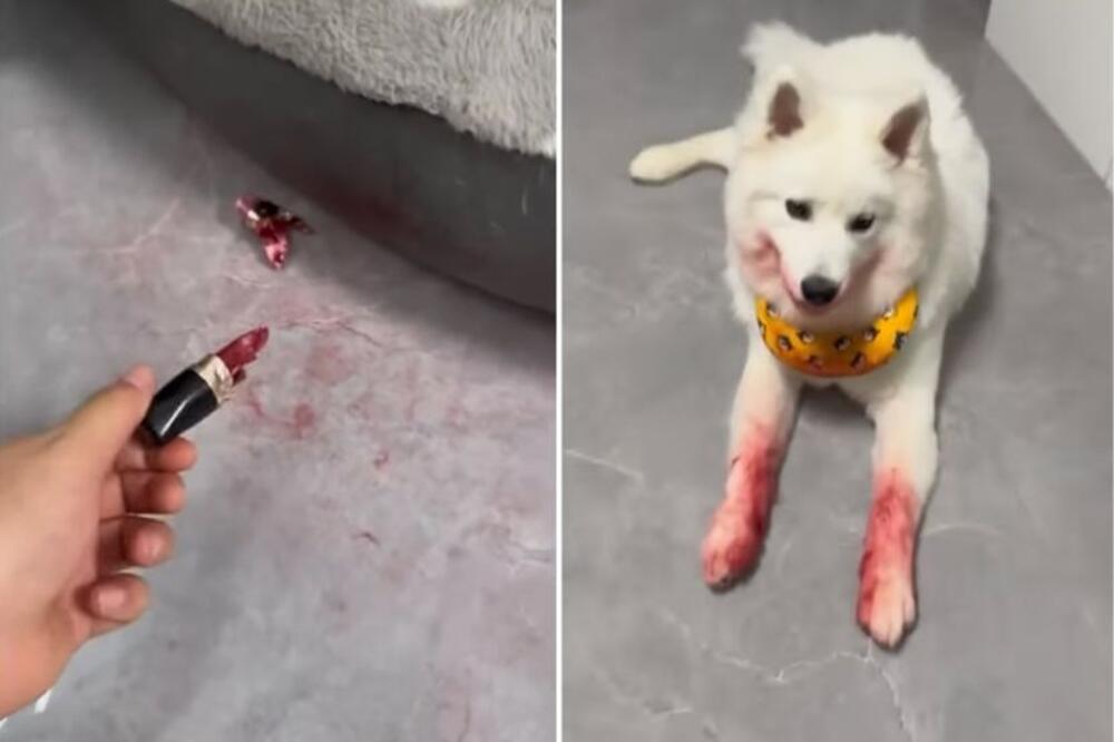 GAZDARICA SAMO ŠTO NIJE U NESVEST PALA: Slatki PAS uradio NEVEROVATNU STVAR, šapice ga ODALE! (VIDEO)