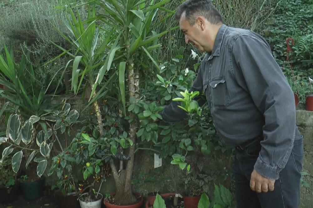 MILAN IZ BAJINE BAŠTE JE SEBI NAPRAVIO TROPSKI RAJ: Ima NEOBIČNU BAŠTU kao na MEDITERANU, a živi u PODNOŽJU TARE