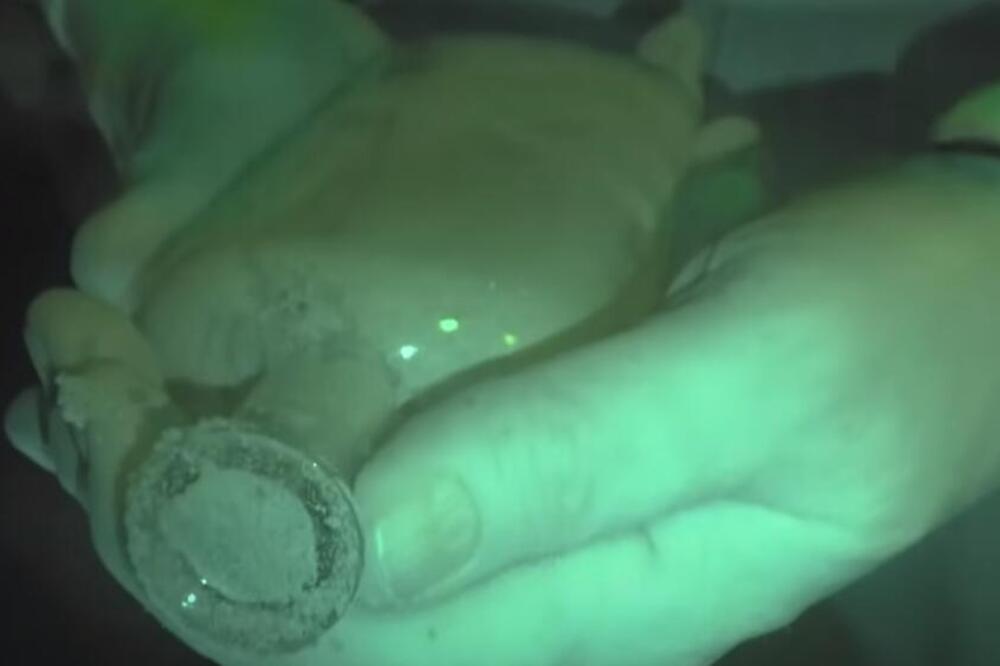 NAUČNICI POSADILI 144 GODINE STARO SEME ZOMBI BILJKE: Nisu ni očekivali šta će se DESITI, svako je ostao ŠOKIRAN