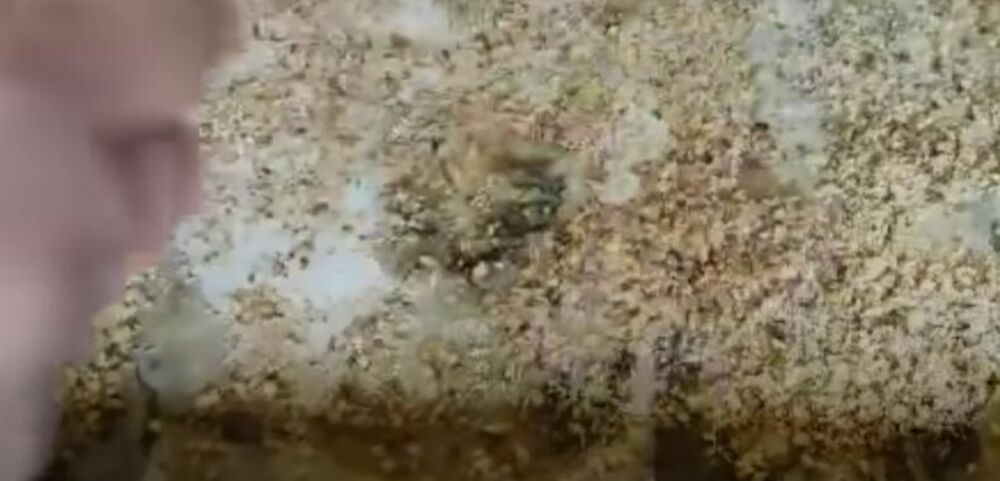 Filovanje posne prelivene baklave