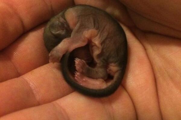 IŠAO JE ULICOM I NAIŠAO NA STVORENJE OD 3 CENTIMETRA: Odneo ga je kući, a kad je poraslo, ZAPREPASTIO SE (FOTO)