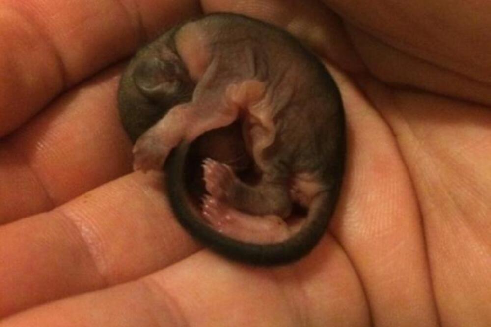 IŠAO JE ULICOM I NAIŠAO NA STVORENJE OD 3 CENTIMETRA: Odneo ga je kući, a kad je poraslo, ZAPREPASTIO SE (FOTO)